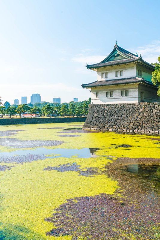 Japan for One: City Calm & Temple Quiet